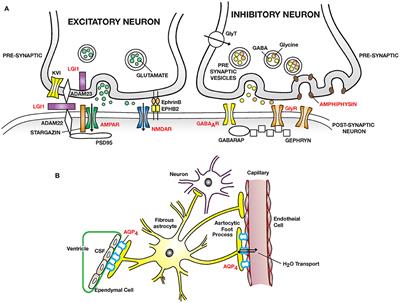 Autoimmune Disorders of the Nervous System: Pathophysiology, Clinical Features, and Therapy